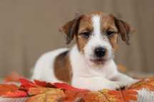 piesek Jack Russell terrier ZKWP/FCI szorstkowłosy