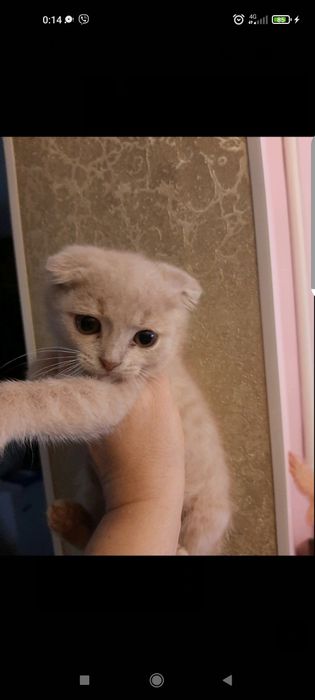 Кошеня Висловухе, 2 міс