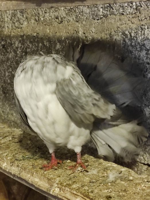 Pawiki różne kolory