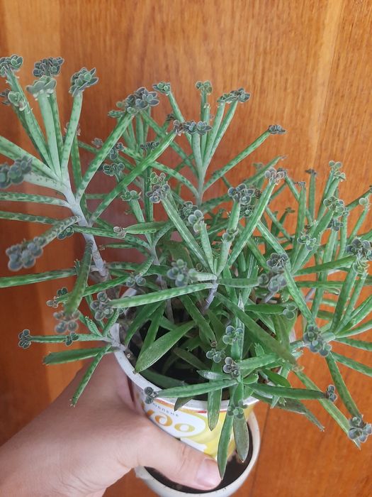 Продам каланхоє тубіфлора