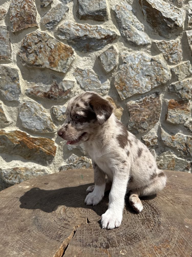 Border collie Merle
