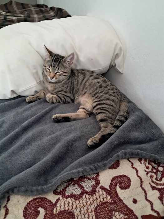 Gata meiga com 3 meses