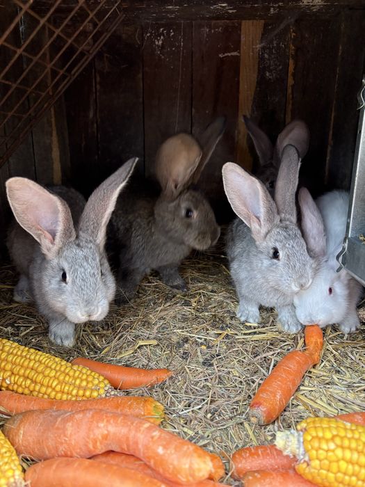 Królik króliki olbrzym belgijski