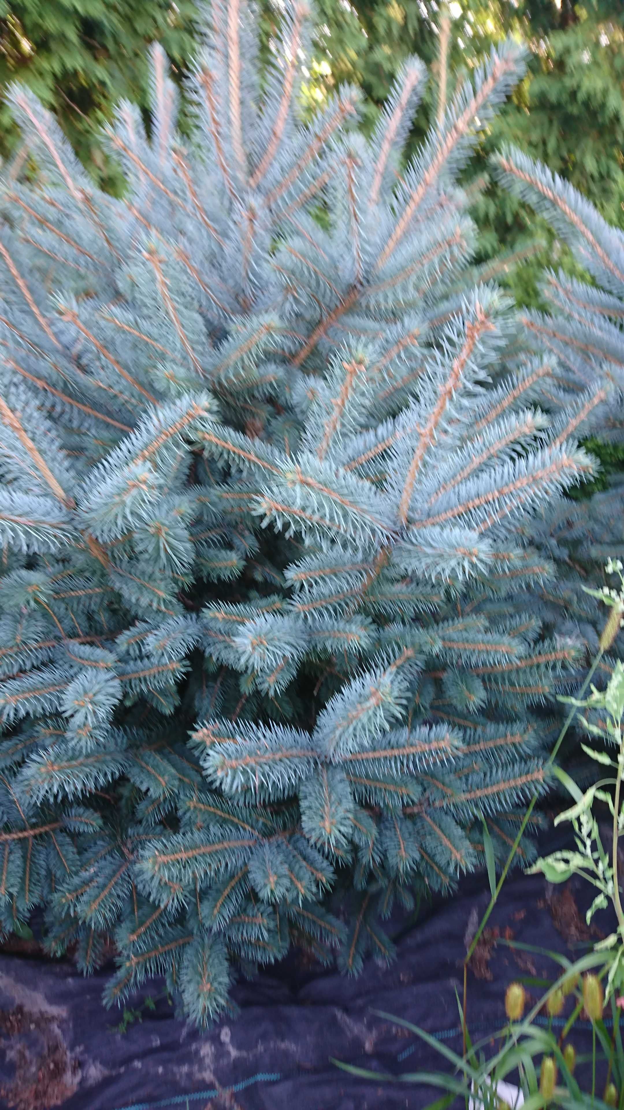 Tuja ,tuje thuja szmaragd brabant , oraz inne różne rośliny .