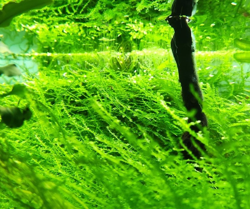 Musgo de Java (Vesicularia dubyana)