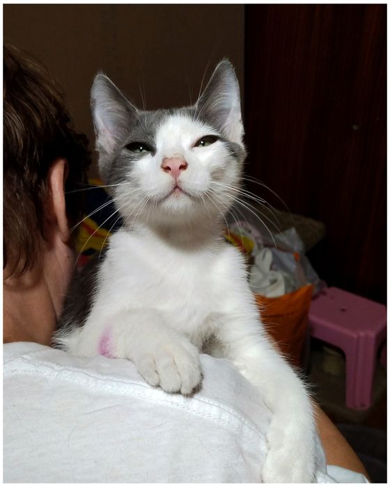 Хлопчик,кошеня,котик,маленький,сіро-білий,ніжний,шукає дім,безкоштовно