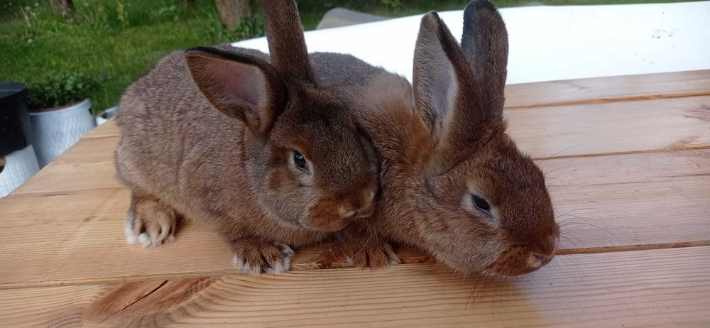 Sprzedam Królik wiedeński szary