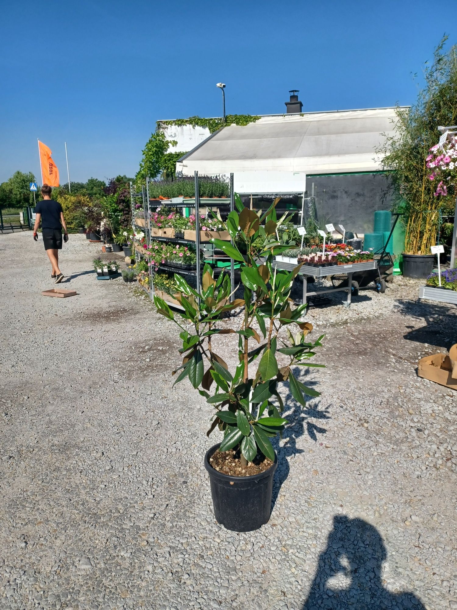 Magnolia GRANDIFLORA Glallisoniensis zimozielona