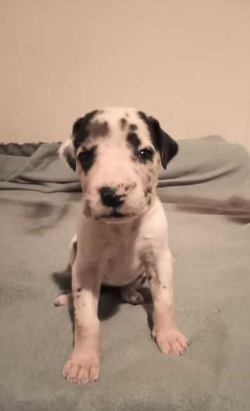 Dog Niemiecki- Suczka