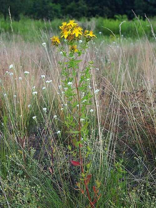 Dziurawiec Ziele 100g od ZIelarza