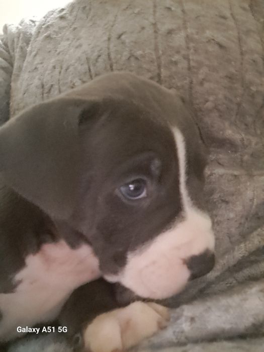 Suczka Tekilla American Staffordshire Terrier