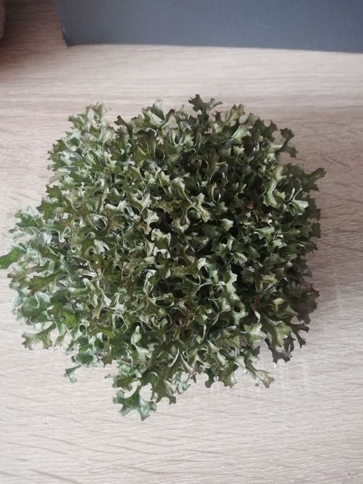 Продам Ісландський мох сухий  450 грн за 1кг