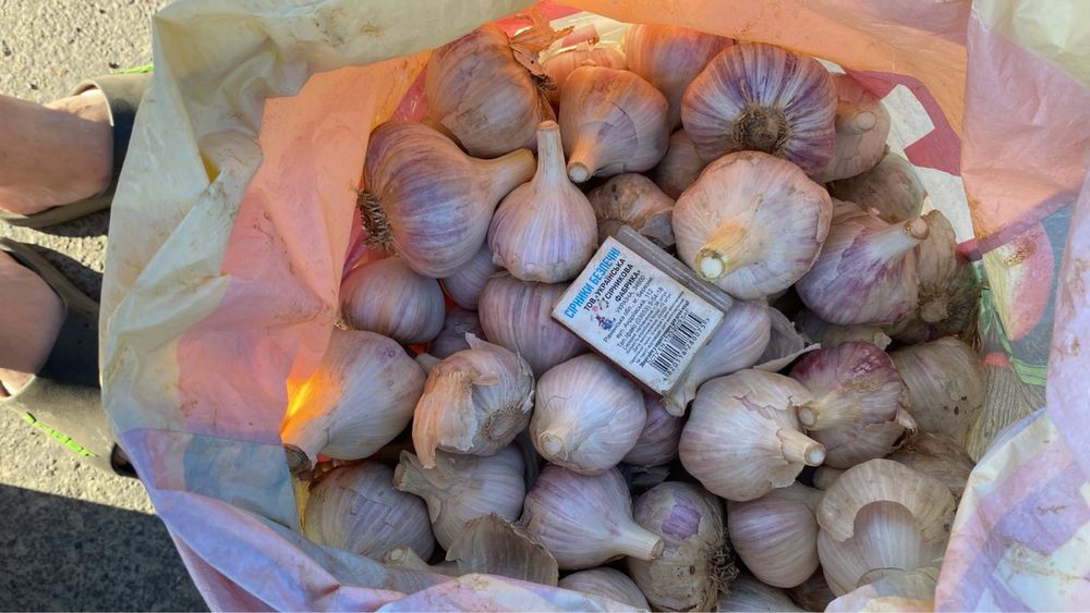 Часник зимовий продам