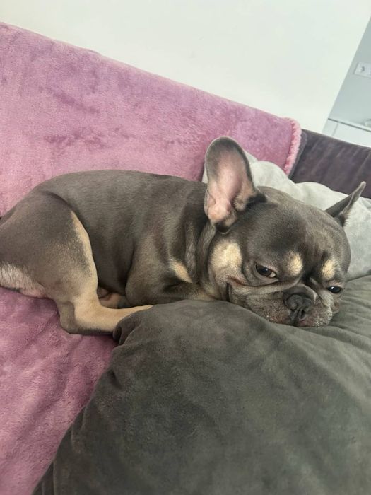 Вязка французский бульдог