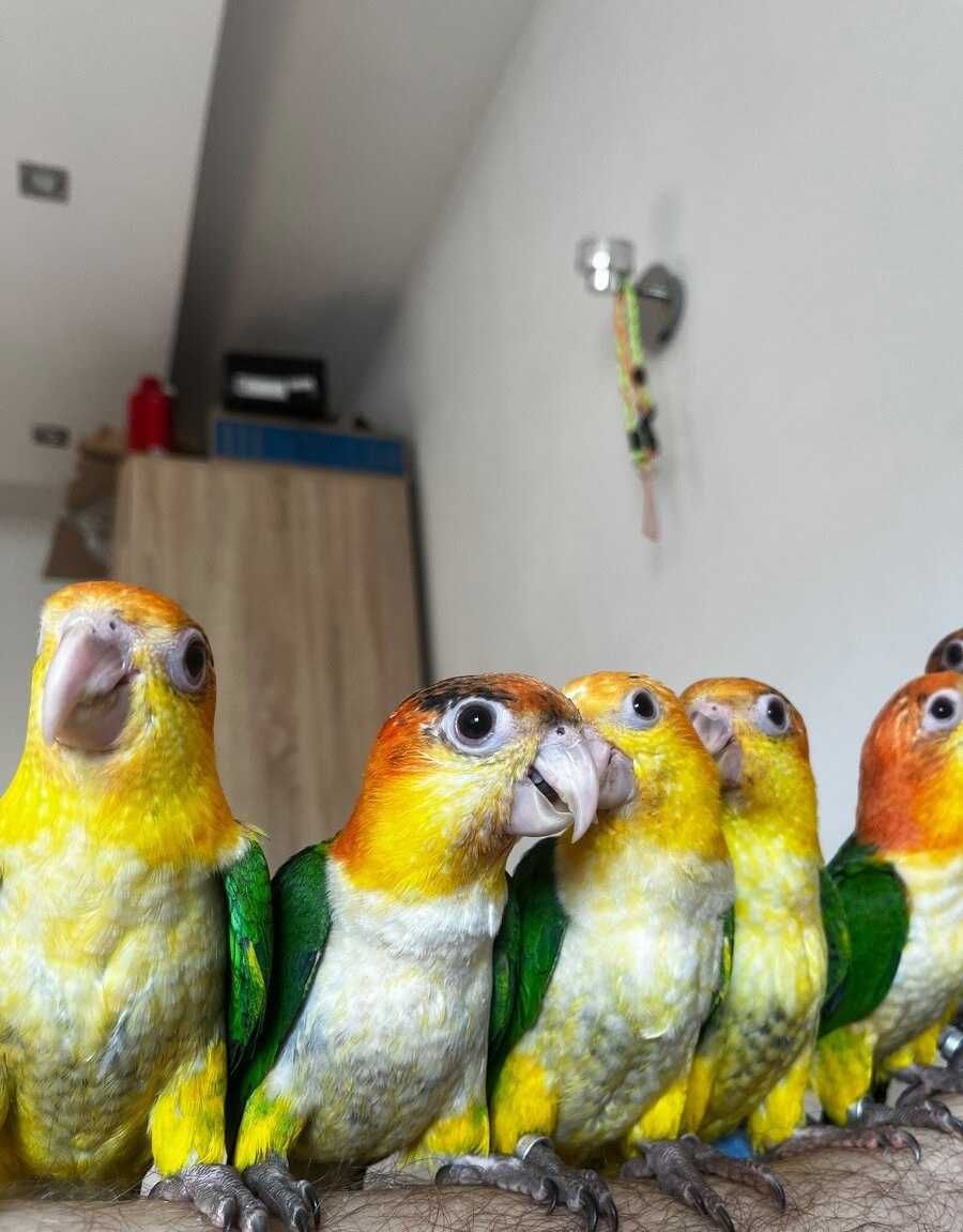 Каики - солнце в вашем доме: купите попугаев уже сегодня