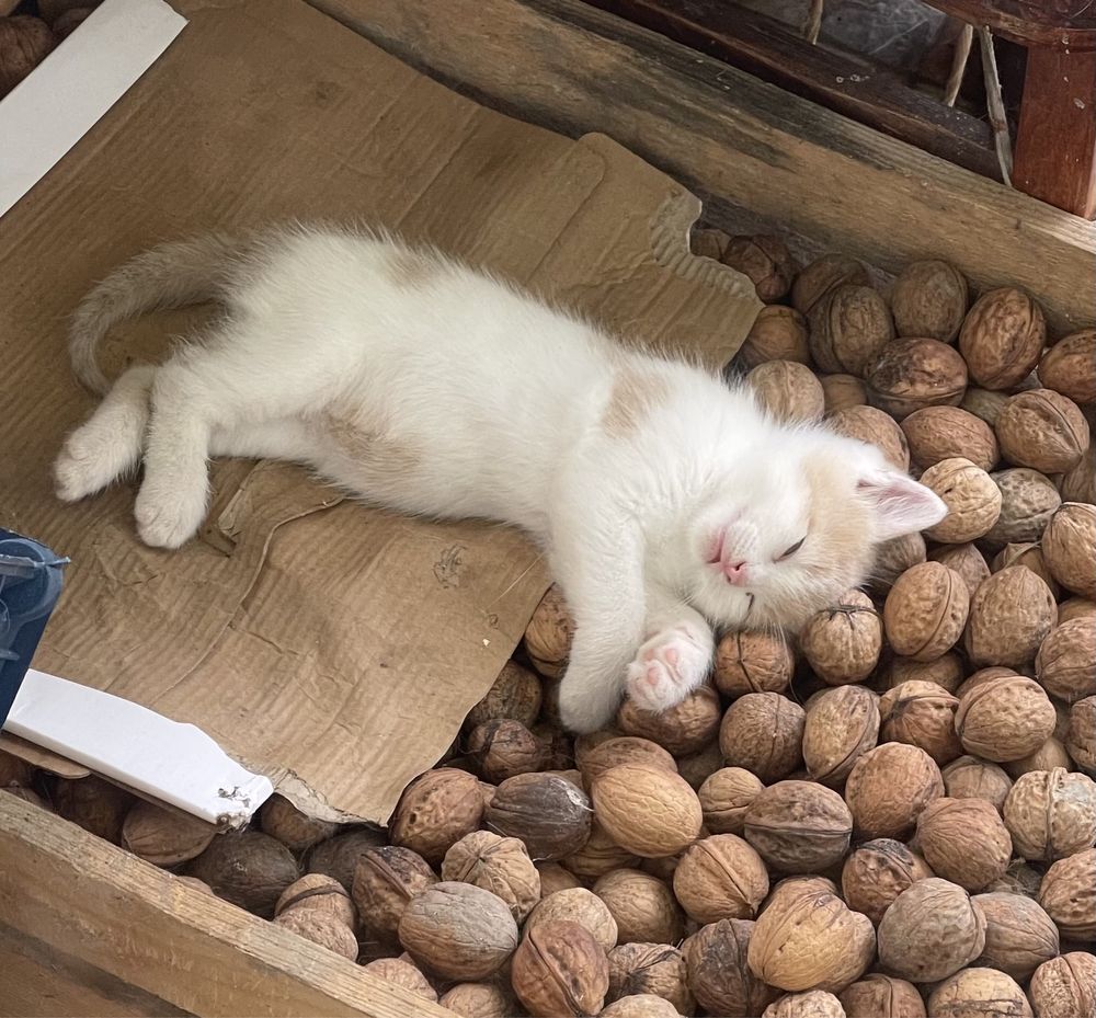 Пухнастий котик…