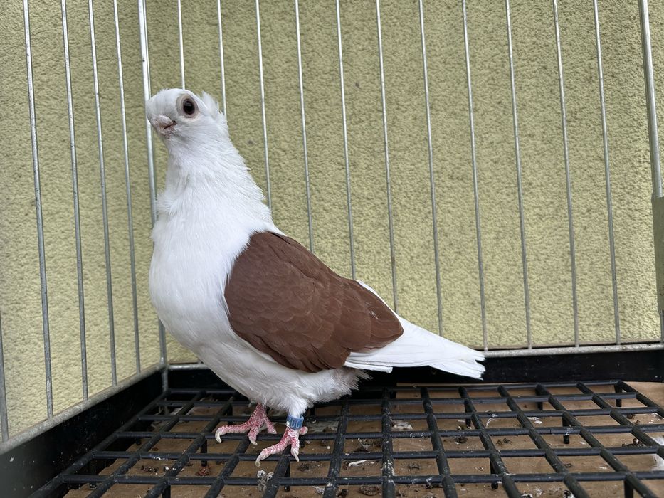 Gołębie ozdobne. Mewka polska samiec 2024t.