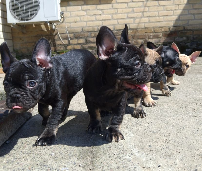 Продаємо щенків .