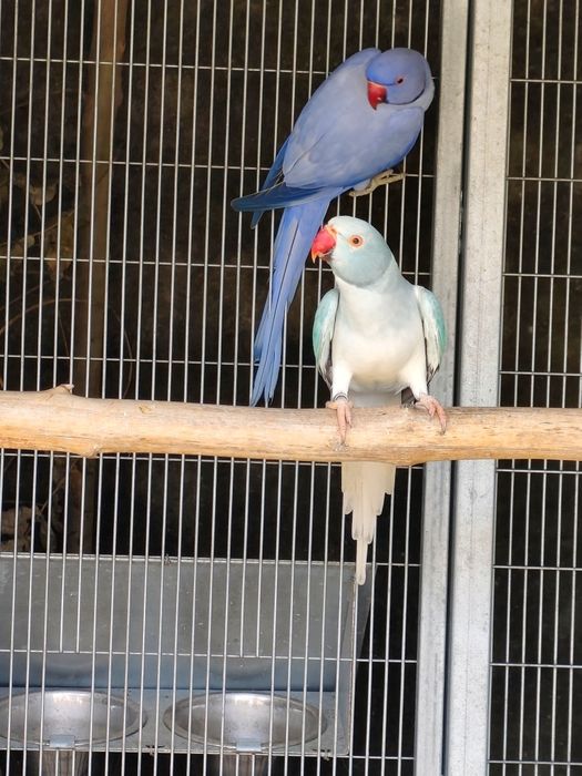 Casal de ring neck de 2024