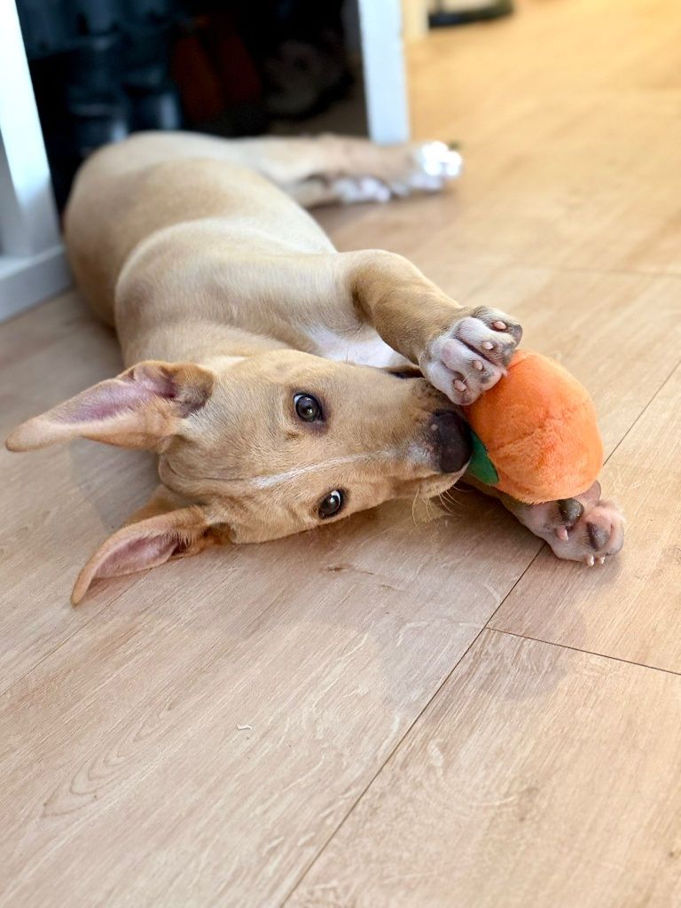 Cães bebés para adoção responsável