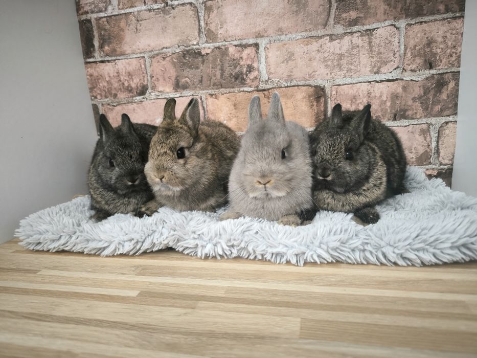 Króliczki Karzełki mini króliki miniaturki
