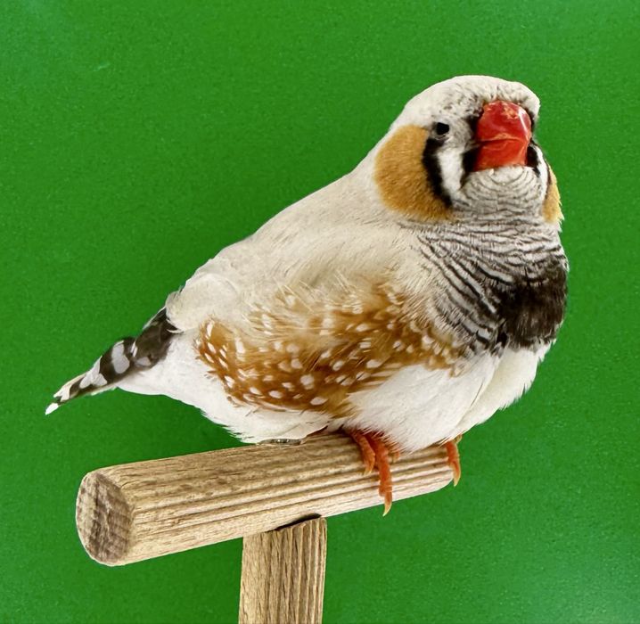 Zeberki wystawowe , różne mutacje