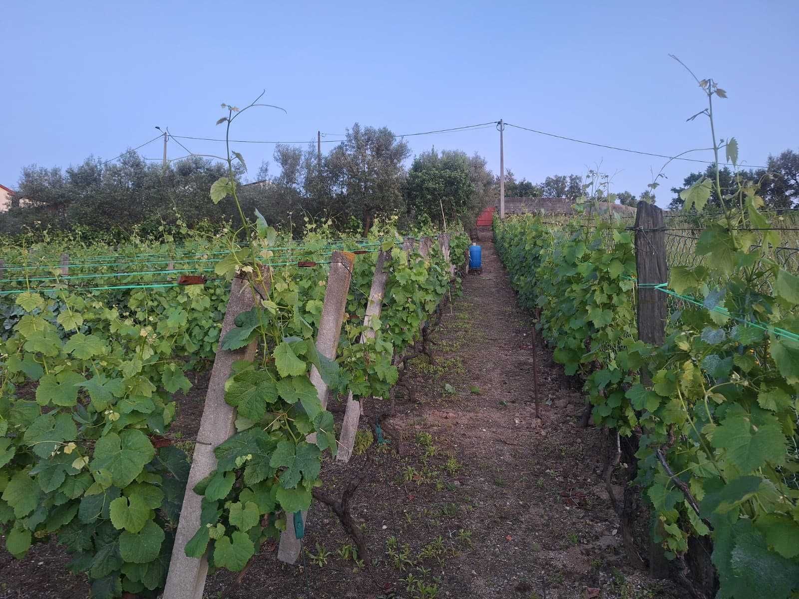 Terreno 1400 m² em Frende, com viabilidade de construção