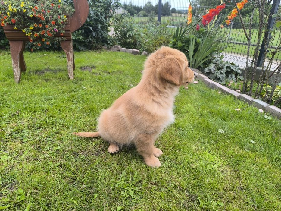 Golden retriever
