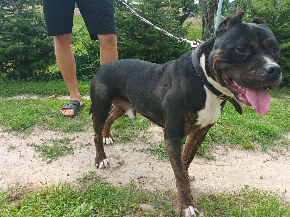 Amstaff pies 4lata