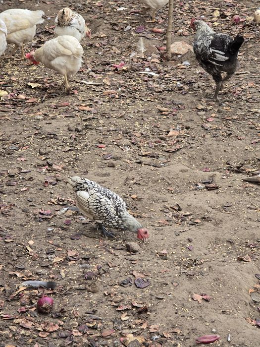 Sprzedam kogutki sebrytki srebrne