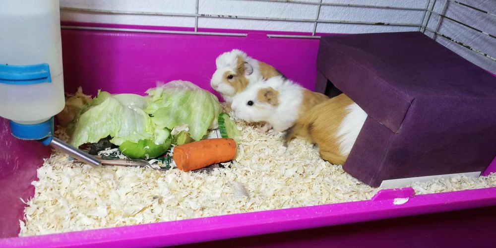 Amerykańskie świnki morskie miniaturki