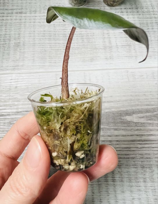 Alocasia набір алоказій  5 сортів