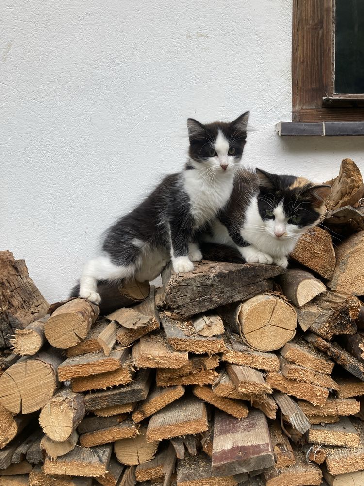Małe kotki, koty oddam za darmo