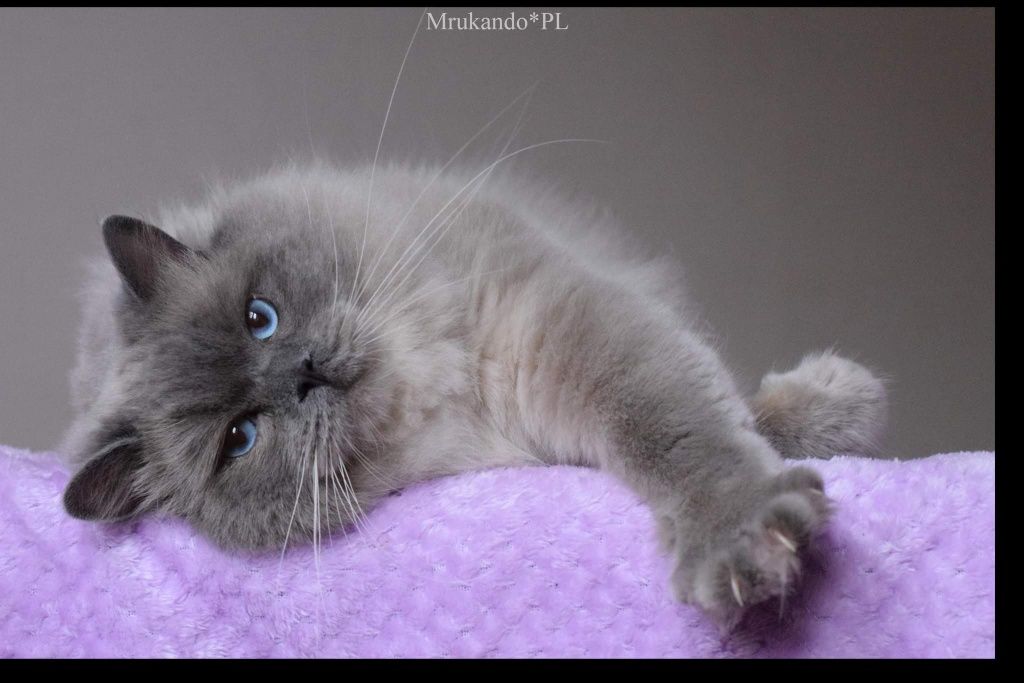 Ragdoll blue colourpoint kocurek