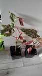 Begonia Pink Benigo roślina