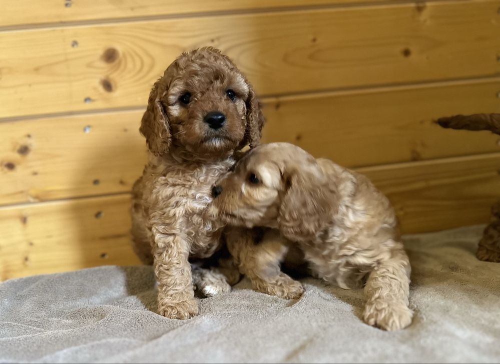 Cavapoo wolne szczenię!