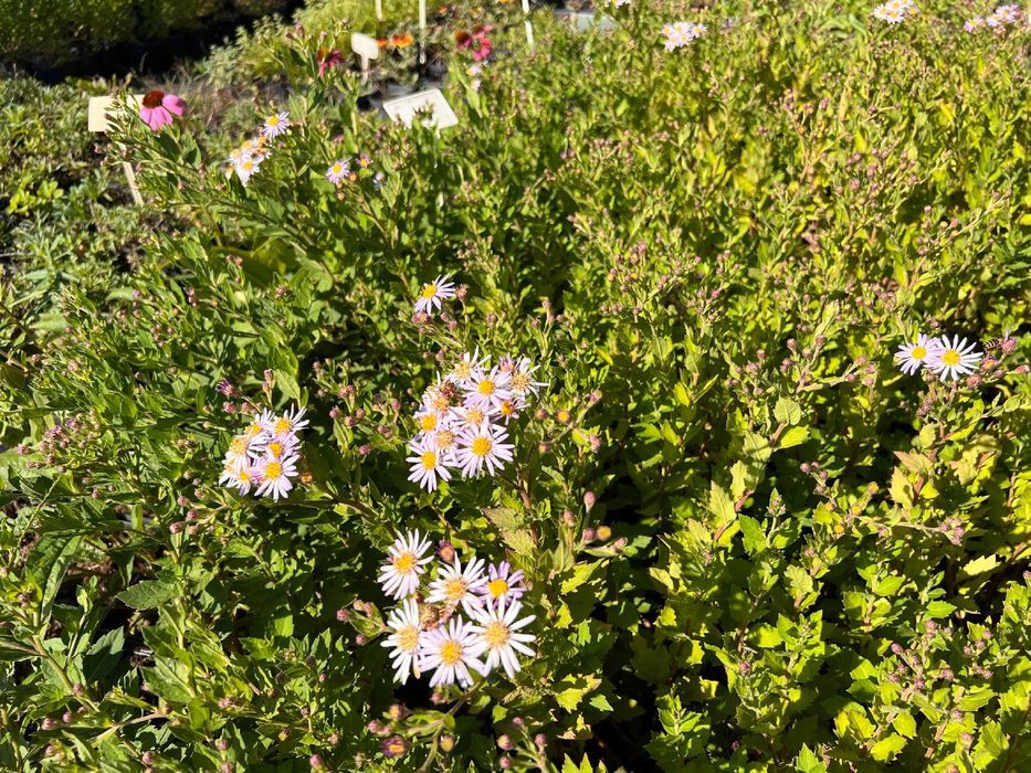 Aster żeniszkowaty 'Asran' (Aster amellus) Doniczka 2.0L