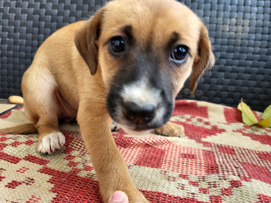 Cadelinhas para adoção