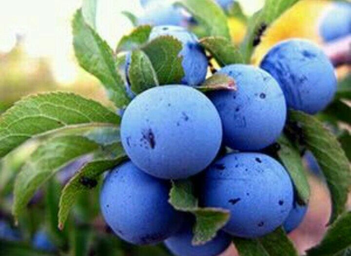 Саженцы терна, 1 саженец-20 грн + упаковка-30 грн.