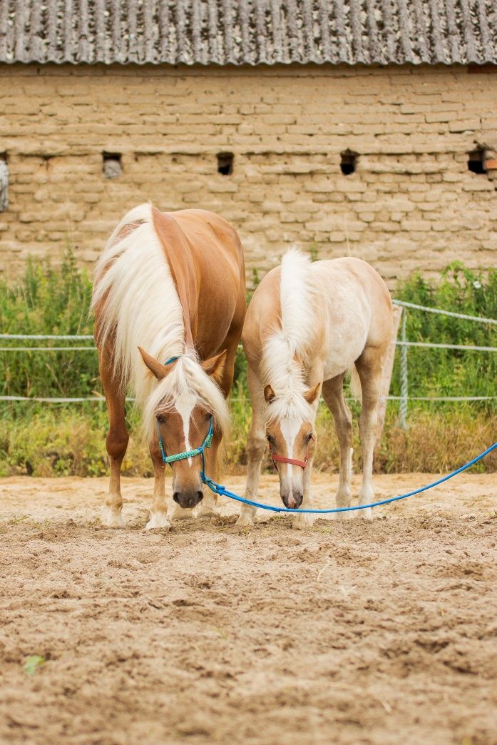 Sprzedam Haflinger ogierka