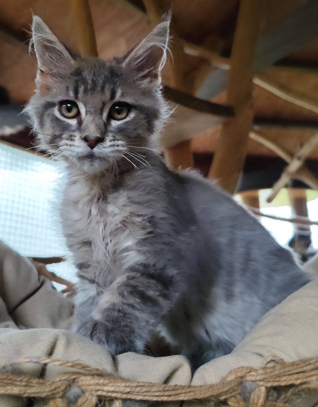 Niebieski kocurek Maine Coon BLUEBERRY Ashantu*PL