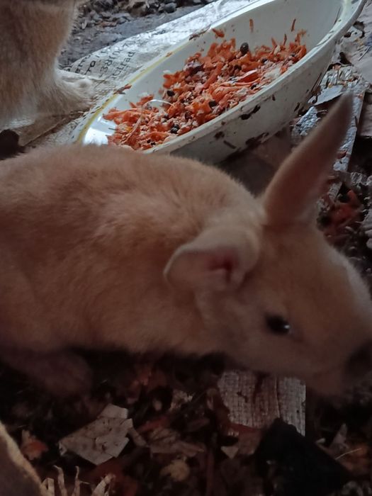 Продаємо Кролинят