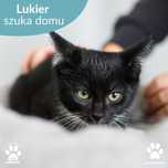 Słodki kocurek Lukier do adopcji! Czarny kociak szuka domu