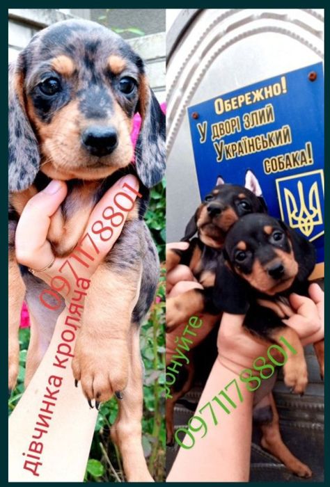 Мраморна дівчинка, та хлопчики мраморні