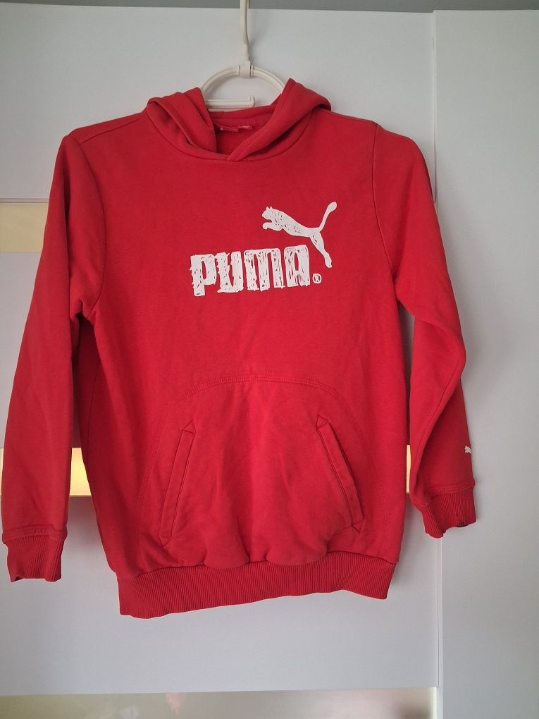 Czerwony kangur Puma