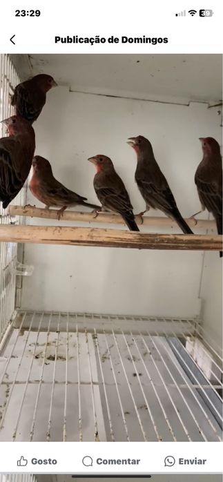 Abes para ceder 2024