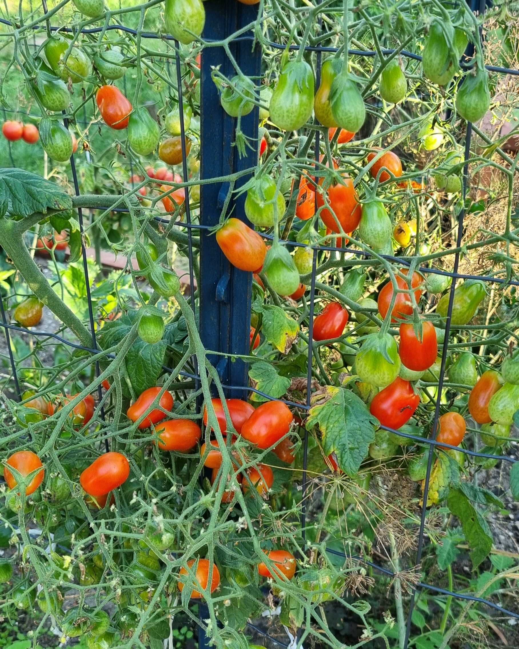pomidor Megagroniasty Czerwony nasiona kolekcjonerskie