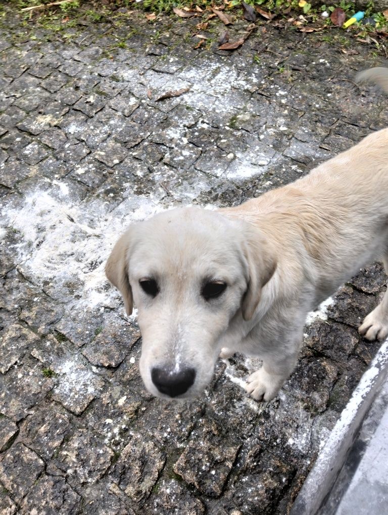 Cães para adoção
