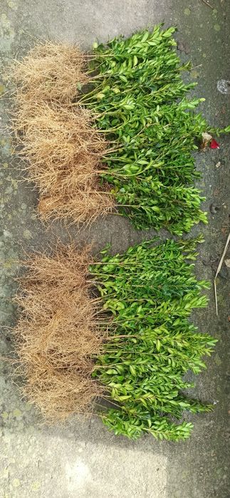 Продам сажанці замшиту.