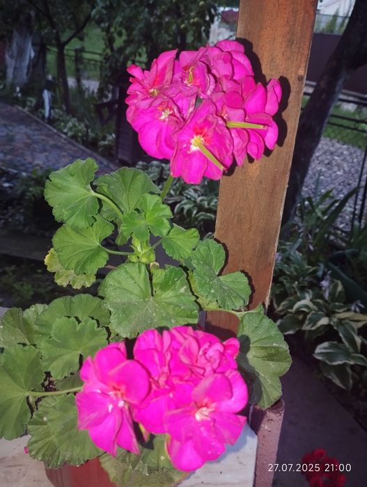 Черенки пеларгоній 12 кольорів